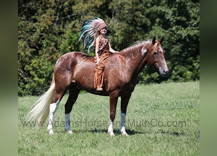 Appaloosa, Caballo castrado, 8 años, 152 cm, Alazán-tostado