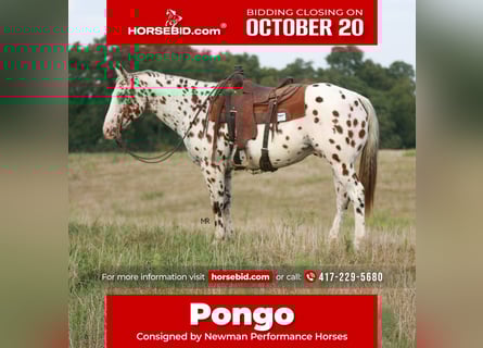 Appaloosa, Caballo castrado, 8 años, 152 cm