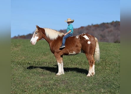 Appaloosa, Caballo castrado, 8 años, 168 cm, Alazán rojizo
