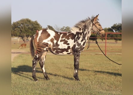 Appaloosa, Caballo castrado, 8 años