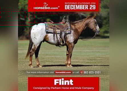 Appaloosa, Caballo castrado, 9 años, 152 cm, Alazán-tostado