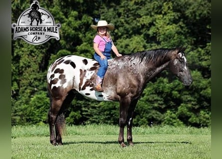 Appaloosa, Caballo castrado, 9 años, 163 cm, Negro