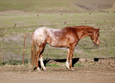 Appaloosa, Castrone, 10 Anni, 147 cm, Sauro ciliegia