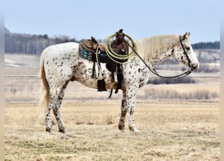 Appaloosa, Castrone, 10 Anni, 152 cm, Sauro ciliegia