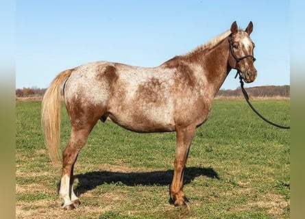 Appaloosa, Castrone, 10 Anni, Sauro ciliegia