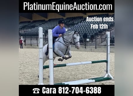 Appaloosa, Castrone, 12 Anni, 137 cm, Grigio