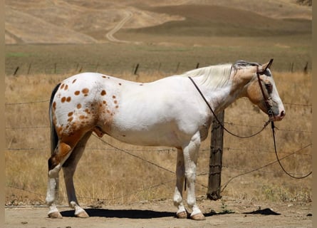Appaloosa, Castrone, 13 Anni, 150 cm, Pelle di daino
