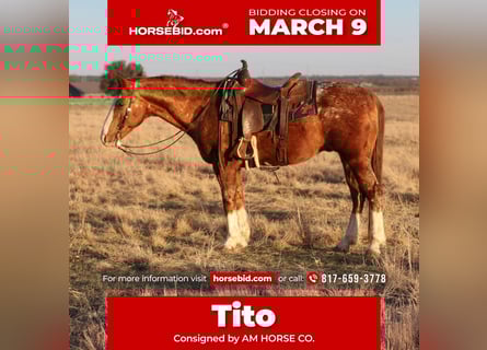 Appaloosa, Castrone, 14 Anni, 150 cm, Sauro ciliegia