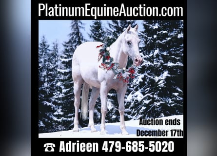 Appaloosa, Castrone, 15 Anni, 142 cm, Bianco