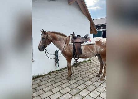 Appaloosa, Castrone, 20 Anni, 150 cm, Baio