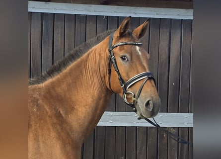 Appaloosa Mix, Castrone, 3 Anni, 153 cm, Sauro Appaloosa Mix, Castrone, 3 Anni, 153 cm, Sauro