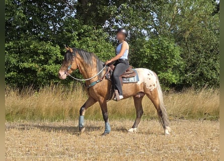 Appaloosa Mix, Castrone, 3 Anni, 154 cm, Leopard
