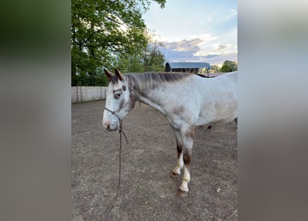 Appaloosa, Castrone, 4 Anni, 150 cm