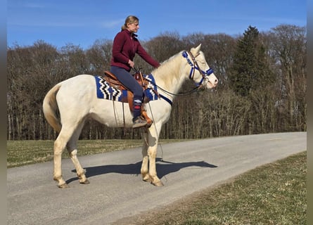 Appaloosa Mix, Castrone, 4 Anni, 155 cm, Cremello