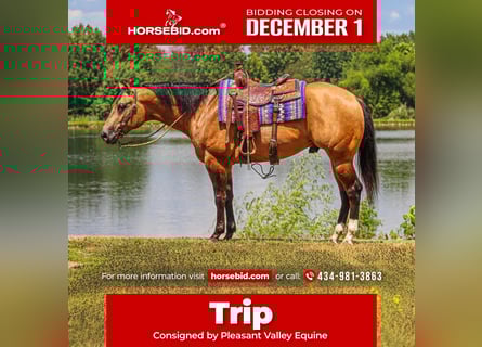 Appaloosa, Castrone, 4 Anni, 160 cm, Pelle di daino