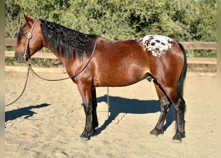 Appaloosa Mix, Castrone, 4 Anni