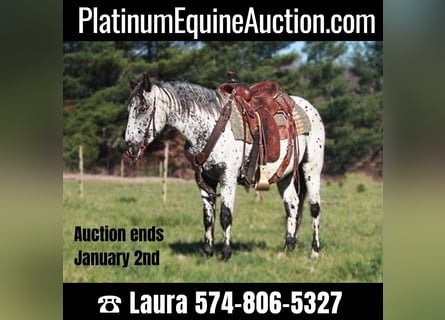 Appaloosa, Castrone, 6 Anni, 132 cm, Grigio