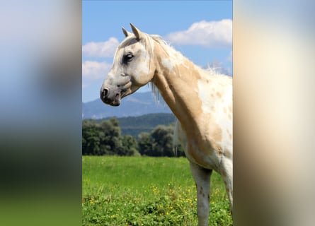 Appaloosa, Castrone, 6 Anni, 145 cm, Leopard