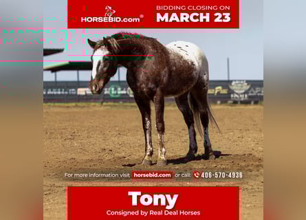 Appaloosa, Castrone, 6 Anni, 145 cm, Sauro scuro