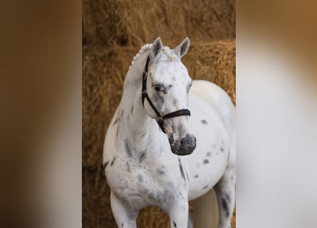 Appaloosa, Castrone, 6 Anni, 150 cm, Leopard