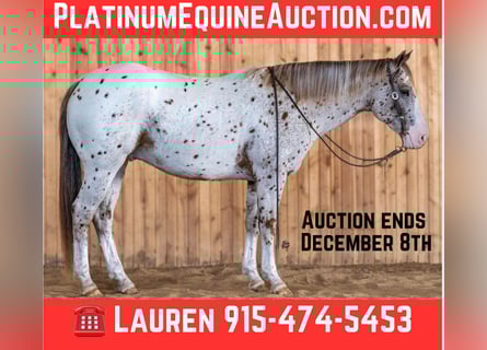 Appaloosa, Castrone, 6 Anni, 155 cm, Sauro scuro