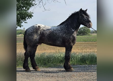 Appaloosa Mix, Castrone, 7 Anni, 160 cm, Morello
