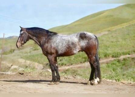 Appaloosa, Castrone, 8 Anni, 147 cm, Baio ciliegia