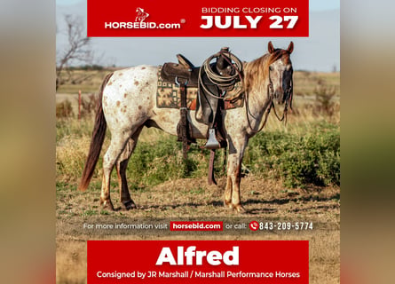 Appaloosa, Castrone, 8 Anni, Roano rosso