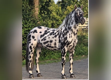 Appaloosa, Étalon, 12 Ans, 162 cm, Léopard