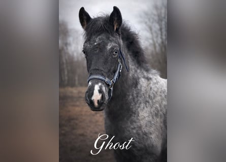 Appaloosa, Étalon, 1 Année, 160 cm