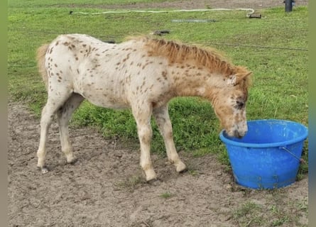 Appaloosa, Étalon, 1 Année, 86 cm, Léopard