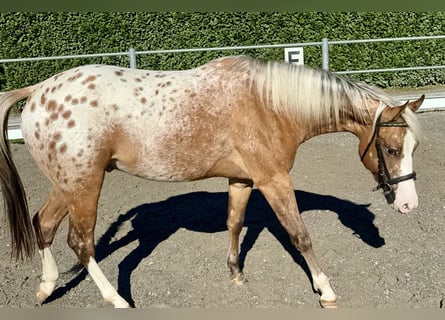 Appaloosa, Étalon, 2 Ans, 140 cm, Léopard