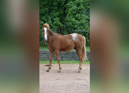 Appaloosa Croisé, Étalon, 2 Ans, 145 cm, Alezan