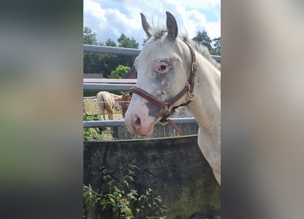 Appaloosa, Étalon, 2 Ans, 152 cm, Blanc