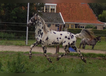 Appaloosa, Étalon, 3 Ans, 163 cm, Léopard