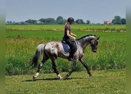 Appaloosa, Étalon, 4 Ans, 163 cm, Léopard