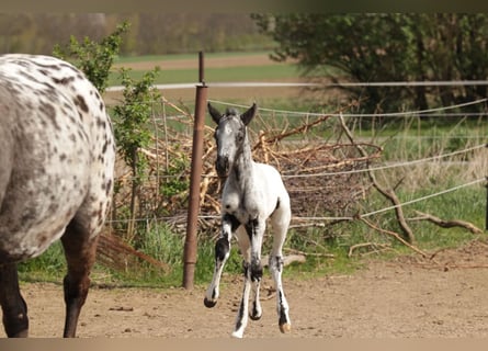 Appaloosa, Étalon, Poulain (01/2025)