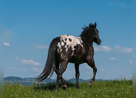 Appaloosa, Étalon, 12 Ans