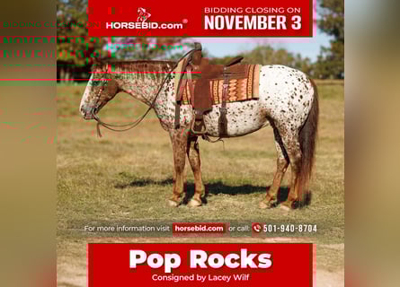 Appaloosa, Gelding, 10 years, 14,2 hh, Chestnut