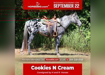 Appaloosa, Gelding, 10 years, 14,3 hh, Leopard-Piebald