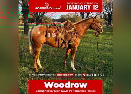 Appaloosa, Gelding, 10 years, 15.1 hh, Chestnut