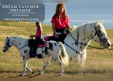 Appaloosa, Gelding, 10 years, 15.1 hh, Leopard-Piebald