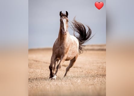 Appaloosa Mix, Gelding, 10 years, 15.2 hh, Leopard-Piebald