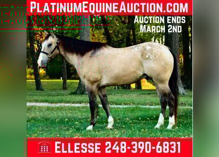 Appaloosa, Gelding, 10 years, 15.3 hh, Buckskin