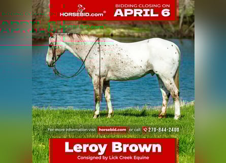 Appaloosa, Gelding, 10 years, 15 hh, Chestnut