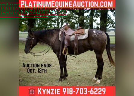 Appaloosa, Gelding, 10 years, 15,1 hh, Black