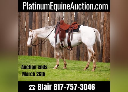White Horses for sale | ehorses.com