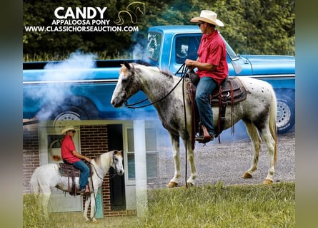 Appaloosa, Gelding, 11 years, 13 hh, Leopard-Piebald