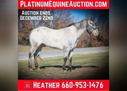 Appaloosa, Gelding, 11 years, 13,2 hh, Grey