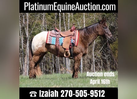 Appaloosa, Gelding, 11 years, 14 hh, Chestnut